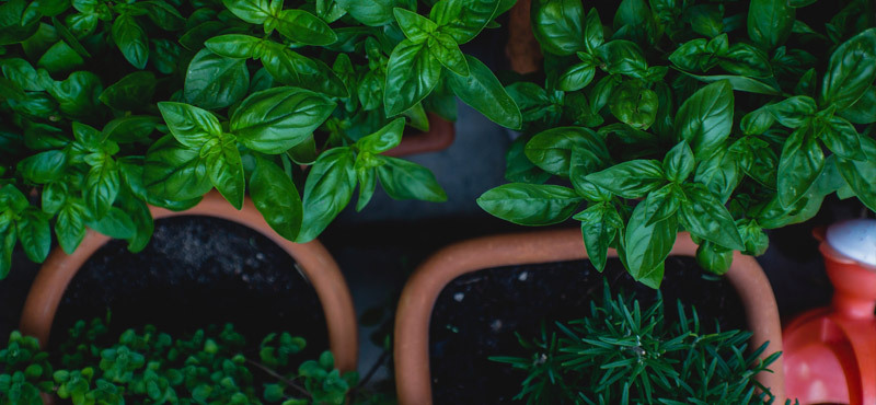 بهترین گیاهانی که در آپارتمان میتوانید نگهداری کنید