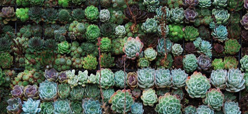 بهترین گیاهانی که در آپارتمان میتوانید نگهداری کنید