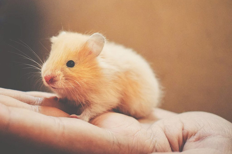 نگهداری از حیوانات