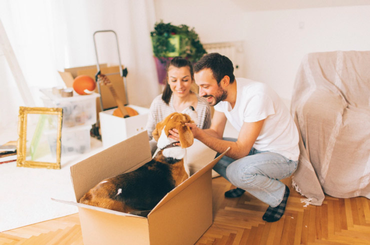 نگهداری از حیوانات در آپارتمان