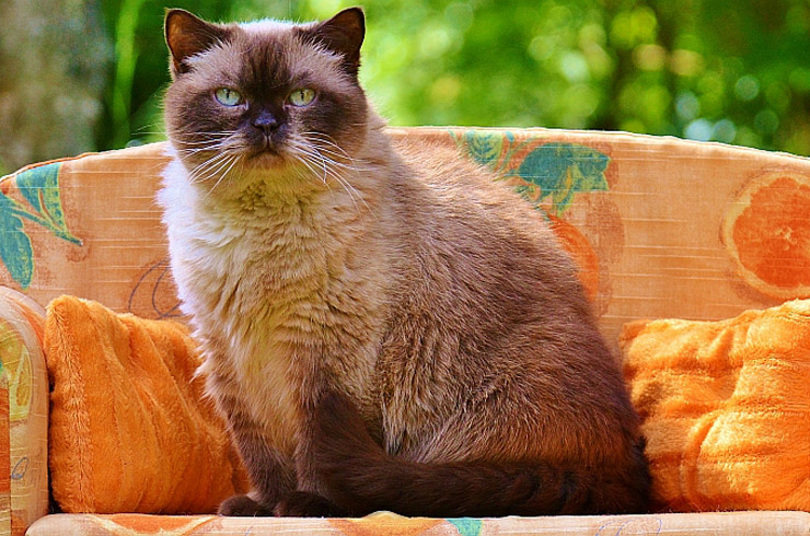 نگهداری از حیوانات | بهترین نوع گربه برای آپارتمان