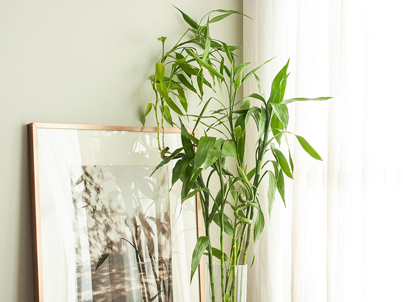 گیاه بامبو در کنار پنجره