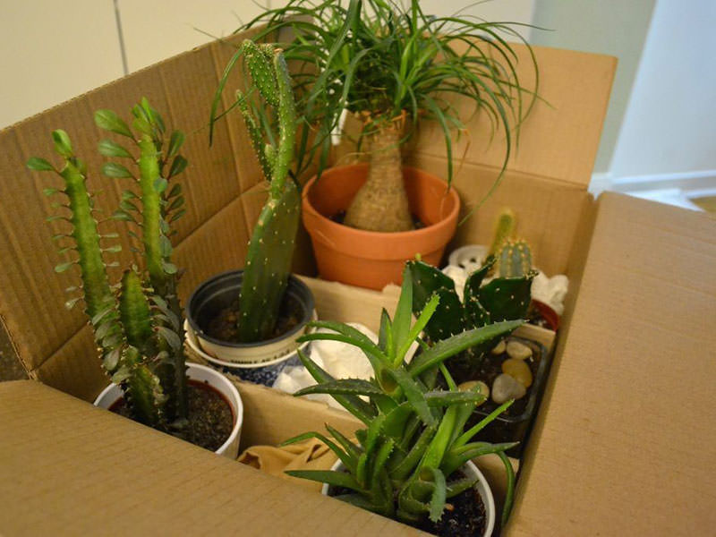گیاهان آپارتمانی داخل کارتن