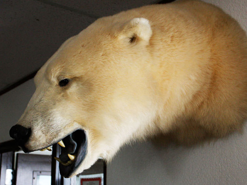 اسباب کشی سر خرس قطبی بر دیوار